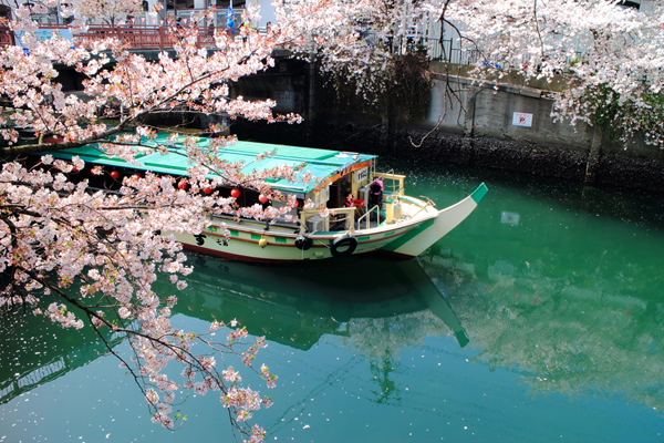 屋形船でお花見